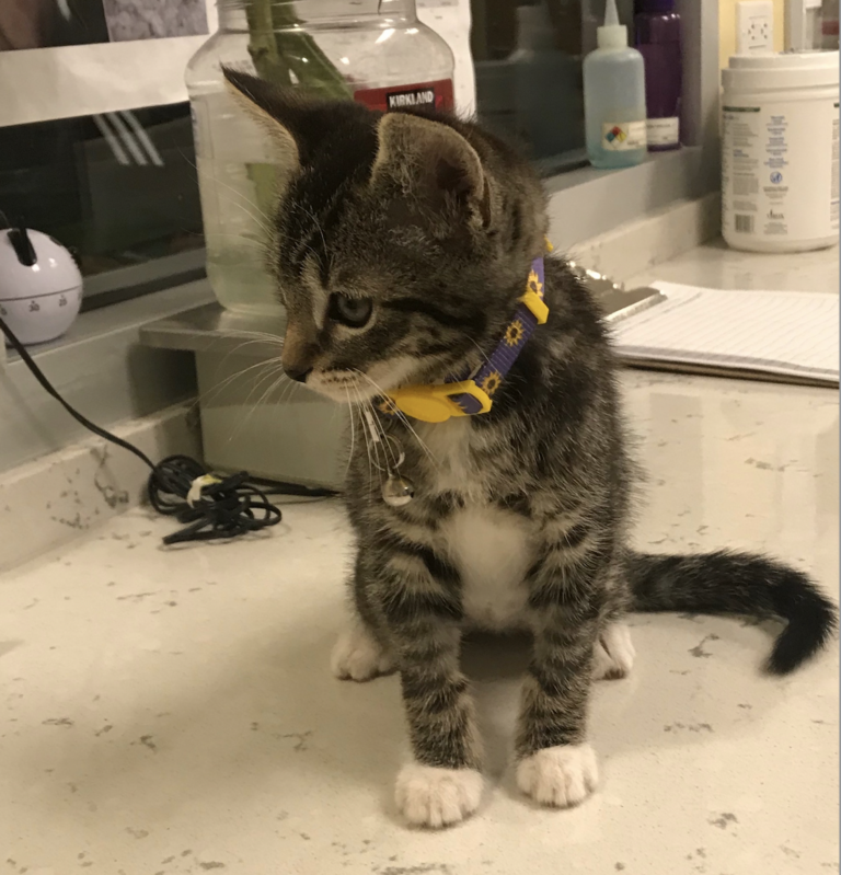 Meet Chloe, the Kitty with Hernia